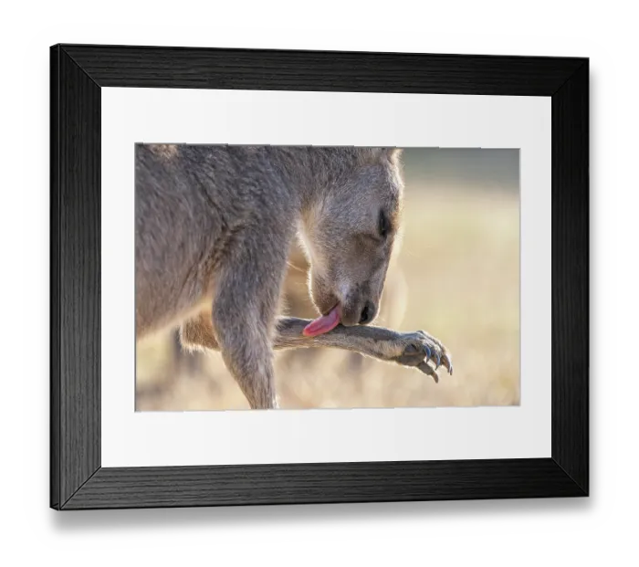 Framed Print : Eastern grey kangaroo (Macropus giganteus) licking its forearm, Wildlife Wonders, Apollo Bay, Victoria, Australia. Captive Framed Print : Eastern grey kangaroo (Macropus giganteus) licking its forearm, Wildlife Wonders, Apollo Bay, Victoria, Australia. Captive