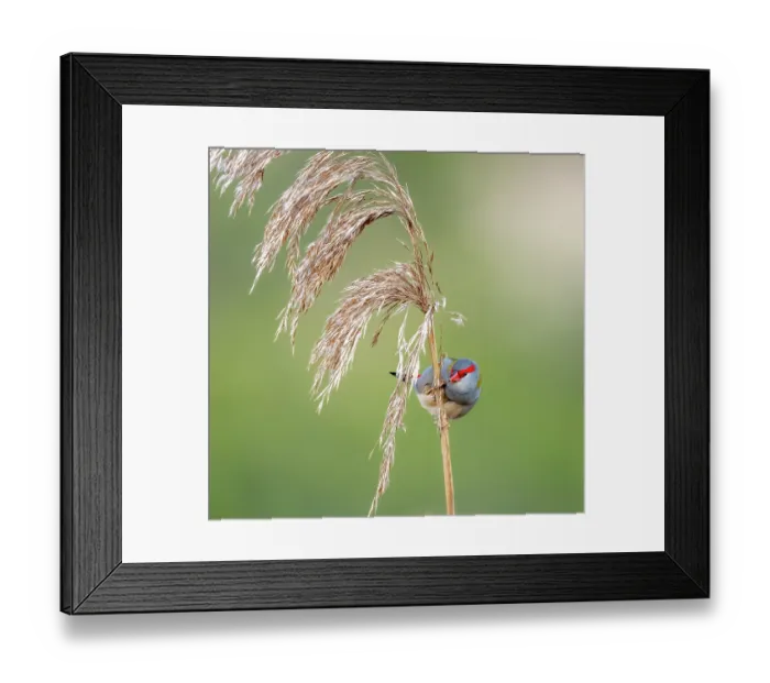 Framed Print : Red-browed finch (Neochmia temporalis) eating seeds from a Common reed (Phragmites australis), Aire River, The Otways, Victoria, Australia Framed Print : Red-browed finch (Neochmia temporalis) eating seeds from a Common reed (Phragmites australis), Aire River, The Otways, Victoria, Australia