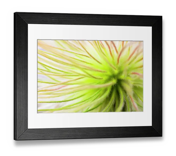 Framed Print : Close up of Pulsatilla seeds with long feather-like projections, Po Valley, Italy. August Framed Print : Close up of Pulsatilla seeds with long feather-like projections, Po Valley, Italy. August