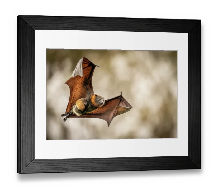 Framed Print : Grey-headed flying-fox (Pteropus poliocephalus) female in flight carrying its pup, Myuna Wetlands, Doveton (on Bunurong Country), Victoria, Australia