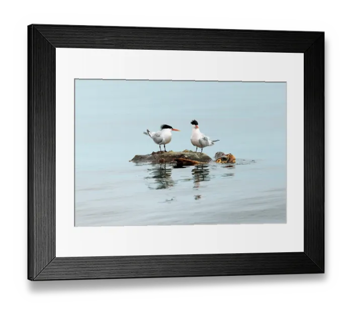 Framed Print : Two Elegant terns (Thalasseus elegans) perched on the back a Loggerhead turtle (Caretta caretta) submerged in water, Sea of Cortez, Baja California, Mexico Framed Print : Two Elegant terns (Thalasseus elegans) perched on the back a Loggerhead turtle (Caretta caretta) submerged in water, Sea of Cortez, Baja California, Mexico