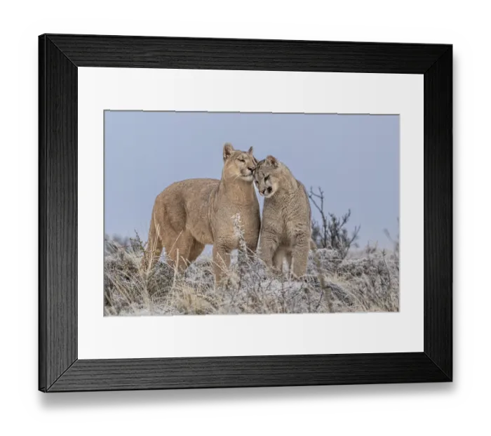 Framed Print : Puma (Puma concolor) female nuzzling cub, aged 6-7 months, on frosty morning, Torres del Paine National Park  /  Estancia Amarga, Patagonia, southern Chile