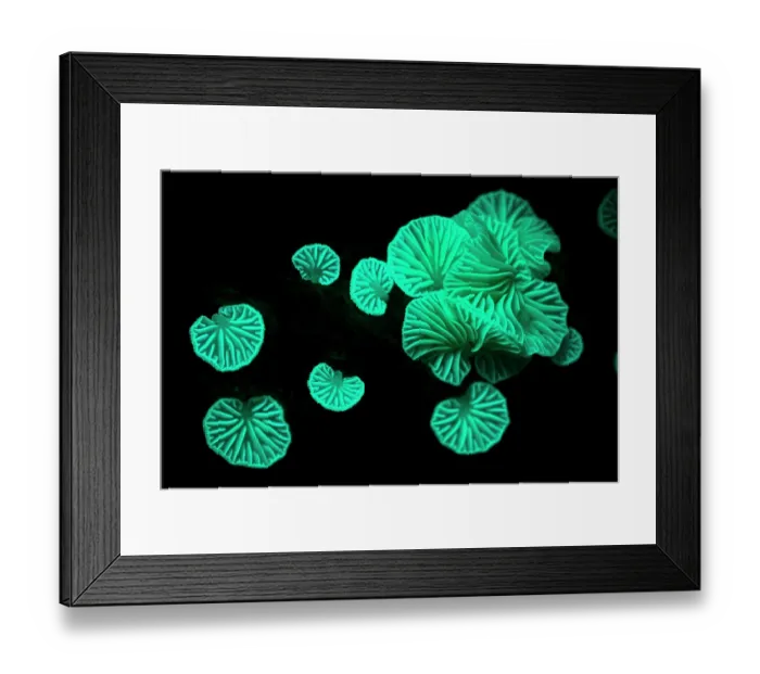 Framed Print : Fungus (Marasmiellus sp.) fluorescent green under UV light, Daintree forest, Northern Queensland, Australia Framed Print : Fungus (Marasmiellus sp.) fluorescent green under UV light, Daintree forest, Northern Queensland, Australia