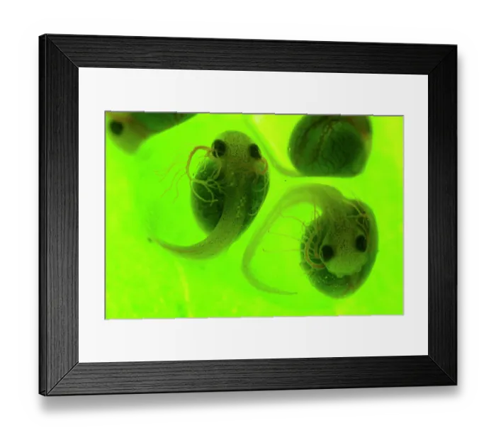 Framed Print : Lemur leaf frog (Agalychnis lemur) tadpoles developing inside the eggs deposited on a leaf overhanging water Framed Print : Lemur leaf frog (Agalychnis lemur) tadpoles developing inside the eggs deposited on a leaf overhanging water