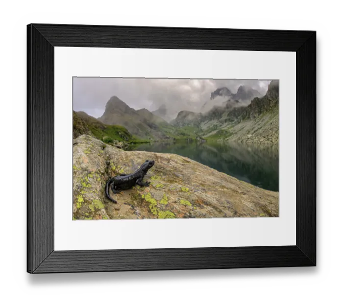 Framed Print : Lanza's salamander (Salamandra lanzai) resting on rocks on mountainside next to lake, Po Valley, Italy. September. Critically endangered Framed Print : Lanza's salamander (Salamandra lanzai) resting on rocks on mountainside next to lake, Po Valley, Italy. September. Critically endangered