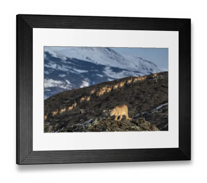 Framed Print : Puma (Puma concolor) female, patrolling territory with herd of Guanaco (Lama guanicoe) walking up hillside in background Framed Print : Puma (Puma concolor) female, patrolling territory with herd of Guanaco (Lama guanicoe) walking up hillside in background