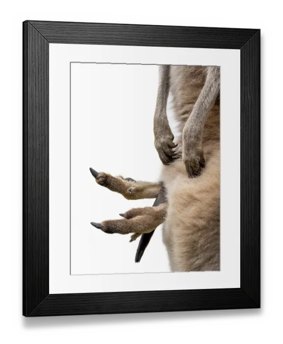 Framed Print : Eastern grey kangaroo (Macropus giganteus) joey with feet and tail hanging out of mother's pouch, portrait, Nar Nar Goon, Victoria, Australia Framed Print : Eastern grey kangaroo (Macropus giganteus) joey with feet and tail hanging out of mother's pouch, portrait, Nar Nar Goon, Victoria, Australia