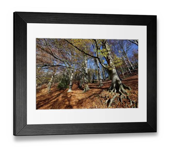 Framed Print : Beech (Fagus sylvatica) woodland in autumn, Rack Hill, Bybrook valley, near Castle Combe, Wiltshire, England, UK. November Framed Print : Beech (Fagus sylvatica) woodland in autumn, Rack Hill, Bybrook valley, near Castle Combe, Wiltshire, England, UK. November