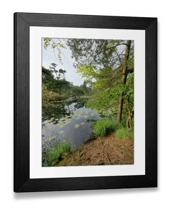 Framed Print : Scots pine (Pinus sylvestris) and deciduous trees on banks of pond, Bystock pools nature reserve, near Exmouth, Devon, England, UK. September