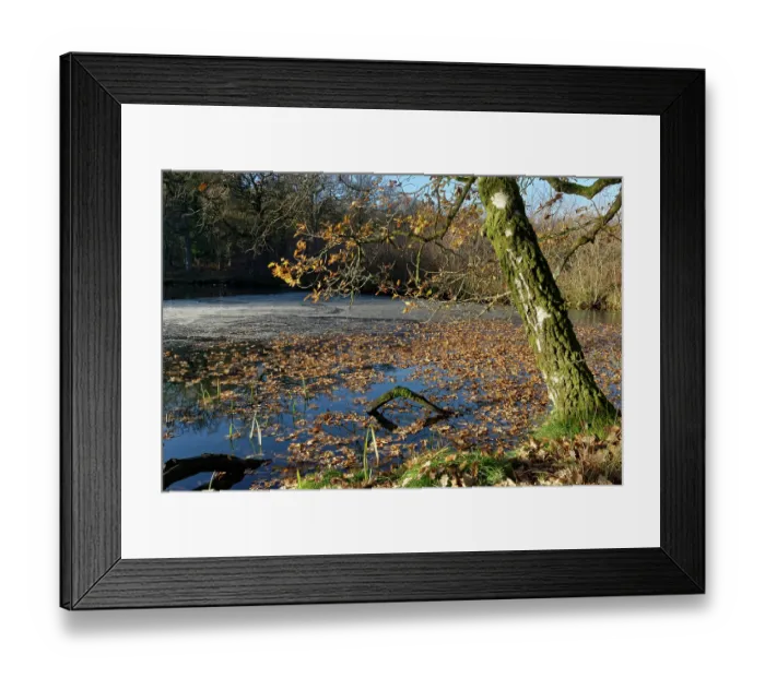 Framed Print : English oak (Quercus robur) tree shedding leaves onto partly frozen Cannop Ponds, Forest of Dean, Gloucestershire, England, UK. December, 2022 Framed Print : English oak (Quercus robur) tree shedding leaves onto partly frozen Cannop Ponds, Forest of Dean, Gloucestershire, England, UK. December, 2022