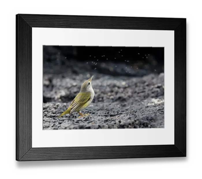 Framed Print : Galapagos yellow warbler (Setophaga petechia aureola) juvenile, catching flies, Galapagos Islands Framed Print : Galapagos yellow warbler (Setophaga petechia aureola) juvenile, catching flies, Galapagos Islands