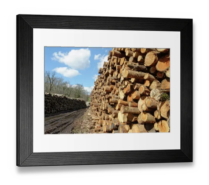 Framed Print : Stacked tree trunks at timber yard, Forest of Dean, Parkend, Gloucestershire, England, UK. March, 2023 Framed Print : Stacked tree trunks at timber yard, Forest of Dean, Parkend, Gloucestershire, England, UK. March, 2023