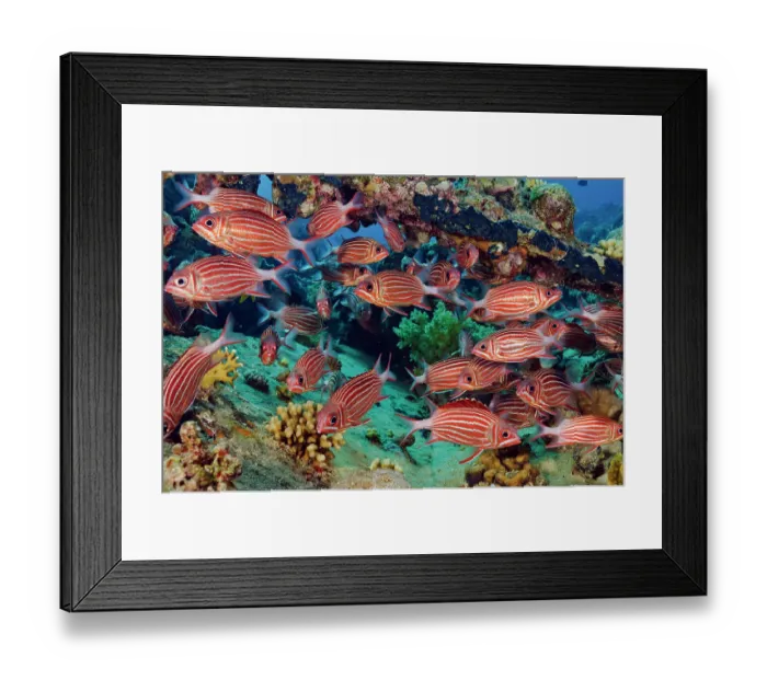 Framed Print : Crown squirrelfish (Sargocentron diadema) shoal sheltering on a coral reef, near Bluff Point, Egypt, Red Sea Framed Print : Crown squirrelfish (Sargocentron diadema) shoal sheltering on a coral reef, near Bluff Point, Egypt, Red Sea