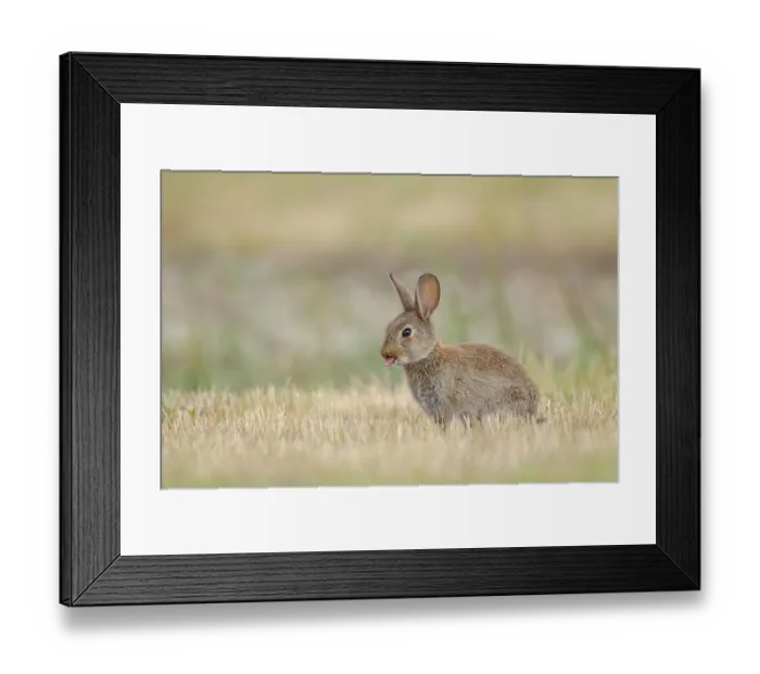 Framed Print : Rabbit (Oryctolagus cuniculus) juvenile with tongue poking out, sitting in grassland, Canterbury, New Zealand Framed Print : Rabbit (Oryctolagus cuniculus) juvenile with tongue poking out, sitting in grassland, Canterbury, New Zealand