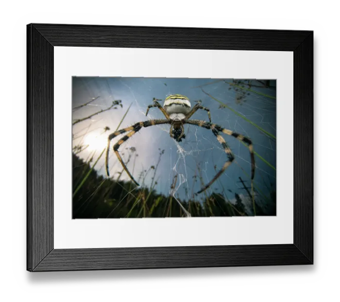 Framed Print : Wasp spider (Argiope bruennichi) female, on its web feeding on prey in a meadow, Lucerne, Switzerland. August Framed Print : Wasp spider (Argiope bruennichi) female, on its web feeding on prey in a meadow, Lucerne, Switzerland. August