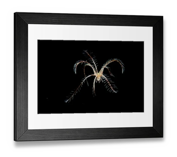 Framed Print : Feather star (Florometra serratissima) swimming in the water column at night, Salish Sea, Vancouver Island, British Columbia, Canada Framed Print : Feather star (Florometra serratissima) swimming in the water column at night, Salish Sea, Vancouver Island, British Columbia, Canada