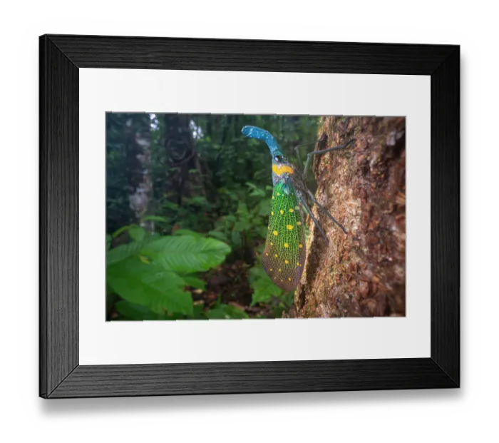 Framed Print : Lantern fly (Pyrops whiteheadi) resting on tree trunk in lowland rainforest, Danum Valley, Sabah, Borneo. Focus stacked Framed Print : Lantern fly (Pyrops whiteheadi) resting on tree trunk in lowland rainforest, Danum Valley, Sabah, Borneo. Focus stacked