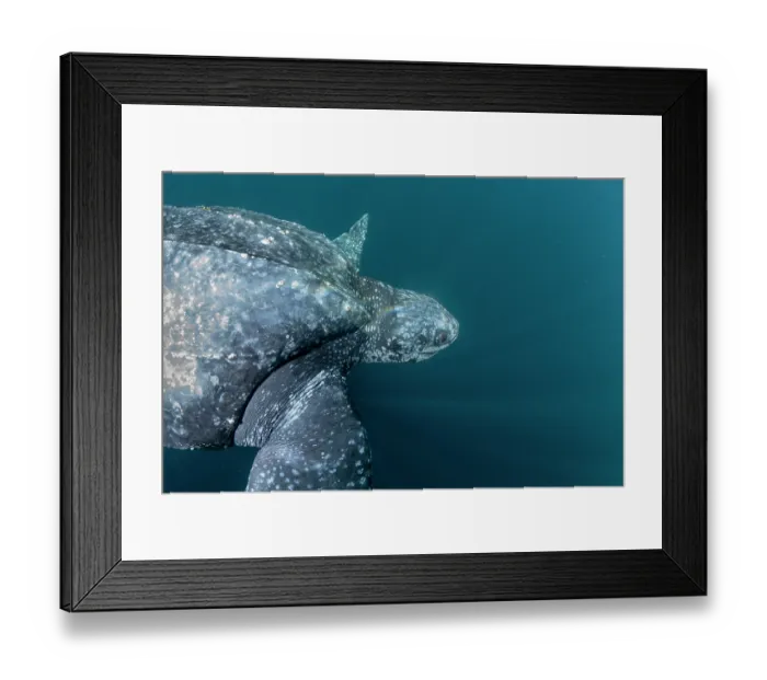 Framed Print : Leatherback sea turtle (Dermochelys coriacea) swimming underwater, Kei Islands, Moluccas, eastern Indonesia, Banda Sea, southwest Pacific Ocean Framed Print : Leatherback sea turtle (Dermochelys coriacea) swimming underwater, Kei Islands, Moluccas, eastern Indonesia, Banda Sea, southwest Pacific Ocean