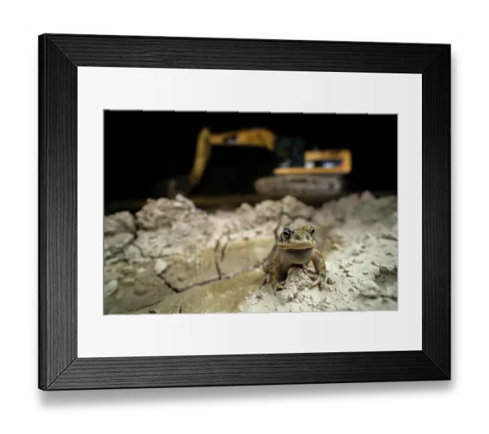 Framed Print : Natterjack toad (Epidalea calamita) male, calling in a quarry at night with an excavator in the background, Thurgau, Switzerland. July Framed Print : Natterjack toad (Epidalea calamita) male, calling in a quarry at night with an excavator in the background, Thurgau, Switzerland. July