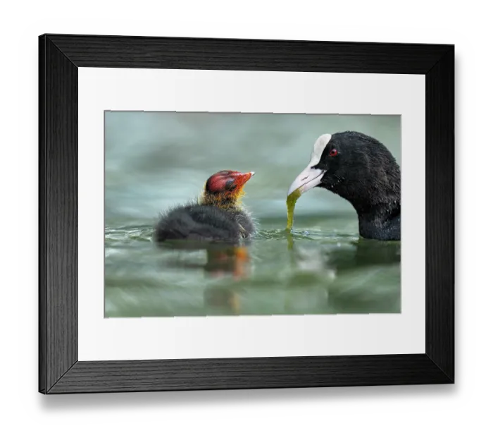 Framed Print : Eurasian coot (Fulica atra) feeding its chick with algae, Lucerne, Switzerland. July Framed Print : Eurasian coot (Fulica atra) feeding its chick with algae, Lucerne, Switzerland. July
