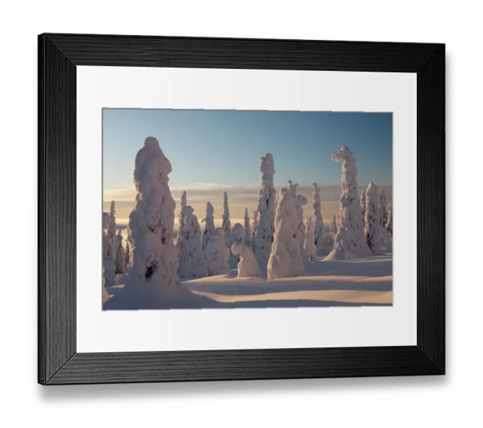 Framed Print : Snow-covered trees in winter, Riisitunturi National Park, Lapland, Finland. January, 2024 Framed Print : Snow-covered trees in winter, Riisitunturi National Park, Lapland, Finland. January, 2024