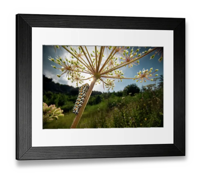 Framed Print : Swallowtail (Papilio machaon) 4th instar caterpillar, crawling on Wild carrot (Daucus carota) plant, Lucerne, Switzerland. August Framed Print : Swallowtail (Papilio machaon) 4th instar caterpillar, crawling on Wild carrot (Daucus carota) plant, Lucerne, Switzerland. August