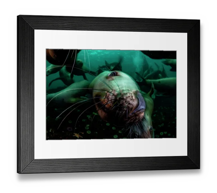 Framed Print : RF - Steller sea lion (Eumetopias jubatus) group swimming underwater, close up portrait, Hornby Island, British Columbia, Canada, Pacific Ocean
