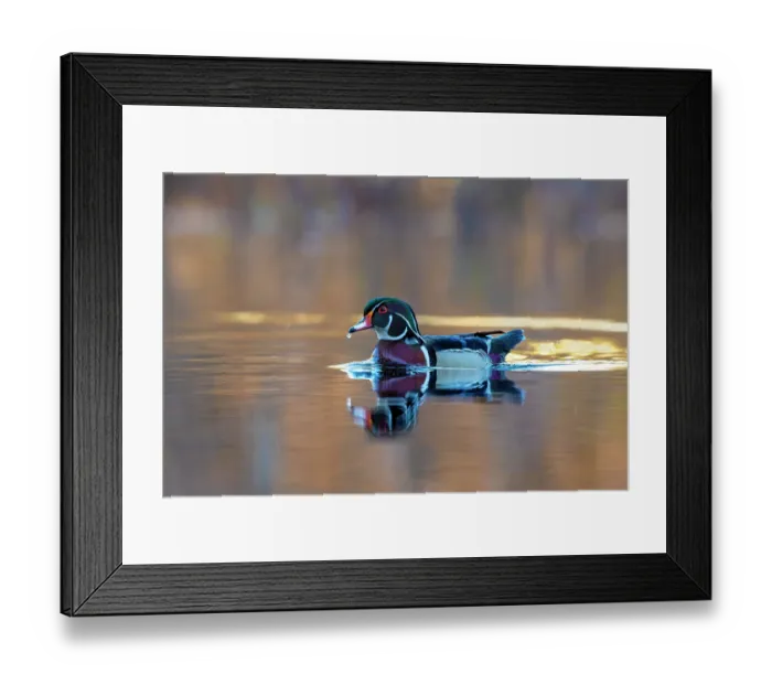 Framed Print : RF - Wood duck (Aix sponsa) male in breeding plumage swimming on a beaver pond at sunrise, Acadia National Park, Maine, USA. May Framed Print : RF - Wood duck (Aix sponsa) male in breeding plumage swimming on a beaver pond at sunrise, Acadia National Park, Maine, USA. May