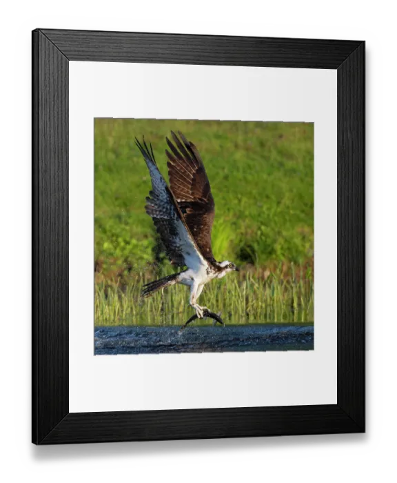 Framed Print : RF - Osprey (Pandion haliaetus) in flight carrying Alewife (Alosa pseudoharengus) prey, Somes Sound near Acadia National Park, Maine, USA. June Framed Print : RF - Osprey (Pandion haliaetus) in flight carrying Alewife (Alosa pseudoharengus) prey, Somes Sound near Acadia National Park, Maine, USA. June