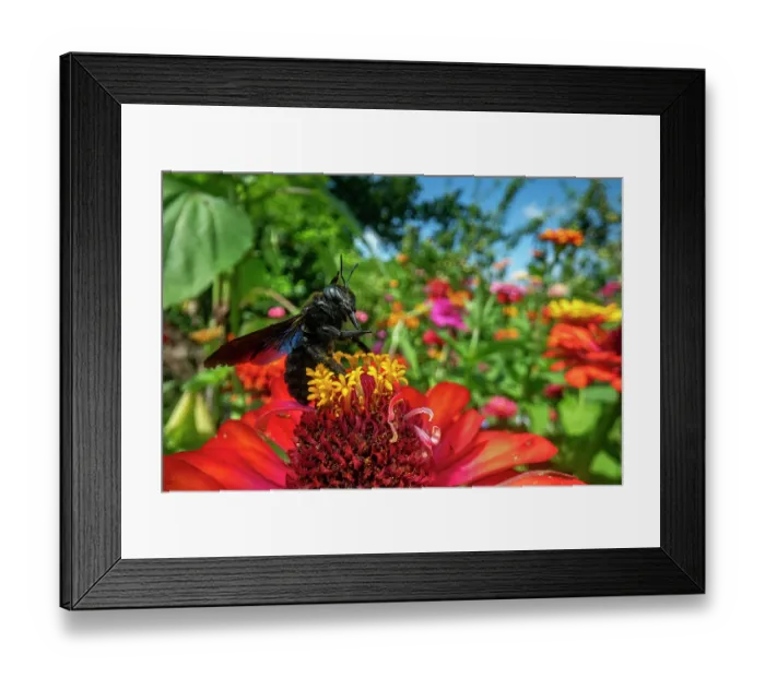 Framed Print : Violet carpenter bee (Xylocopa violacea) taking flight from a garden flower, Lucerne, Switzerland. August Framed Print : Violet carpenter bee (Xylocopa violacea) taking flight from a garden flower, Lucerne, Switzerland. August