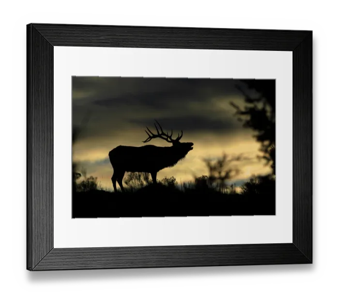 Framed Print : RF - Elk (Cervus canadensis) bull, silhouetted on a mountain ridge at sunrise, Yellowstone National Park, Wyoming, USA. October Framed Print : RF - Elk (Cervus canadensis) bull, silhouetted on a mountain ridge at sunrise, Yellowstone National Park, Wyoming, USA. October