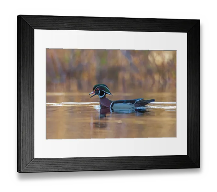 Framed Print : RF - Wood duck (Aix sponsa) male in breeding plumage swimming on a beaver pond at sunrise, Acadia National Park, Maine, USA. May Framed Print : RF - Wood duck (Aix sponsa) male in breeding plumage swimming on a beaver pond at sunrise, Acadia National Park, Maine, USA. May