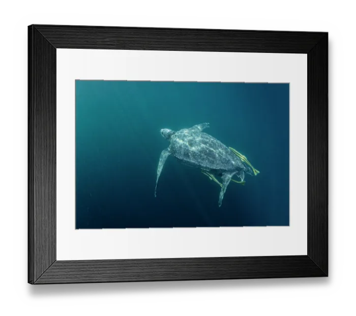 Framed Print : RF - Leatherback sea turtle (Dermochelys coriacea) swimming underwater accompanied by three Remoras (Remora sp.), Kei Islands, Moluccas, Indonesia, Banda Sea Framed Print : RF - Leatherback sea turtle (Dermochelys coriacea) swimming underwater accompanied by three Remoras (Remora sp.), Kei Islands, Moluccas, Indonesia, Banda Sea