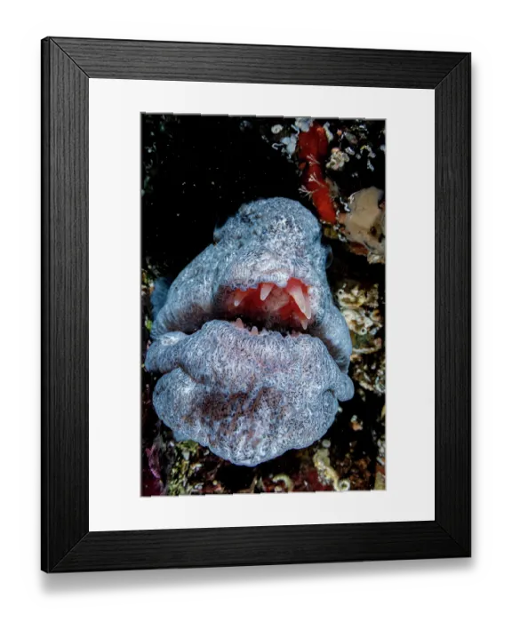 Framed Print : Wolf eel (Anarrhichthys ocellatus) head portrait, off Vancouver Island, British Columbia, Canada, Pacific Ocean Framed Print : Wolf eel (Anarrhichthys ocellatus) head portrait, off Vancouver Island, British Columbia, Canada, Pacific Ocean