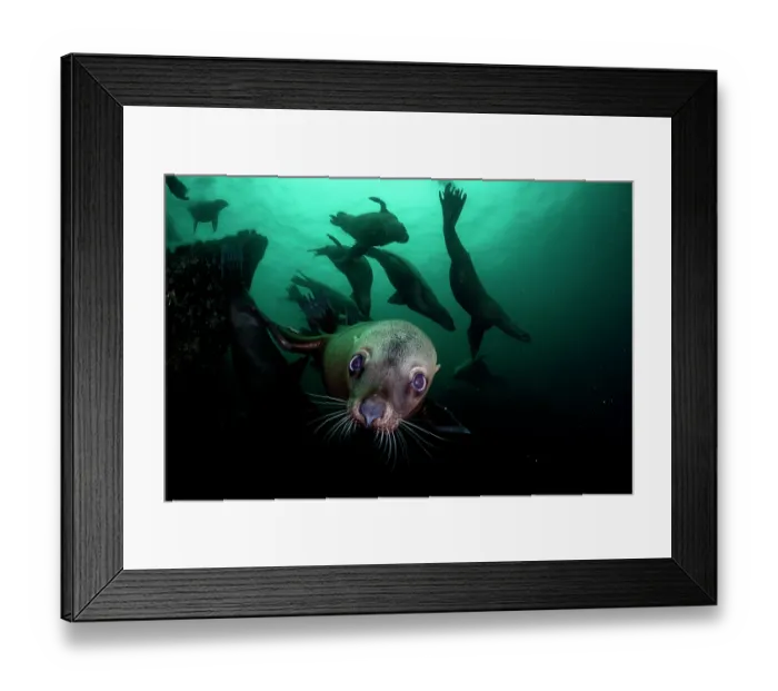 Framed Print : Steller sea lions (Eumetopias jubatus) group swimming underwater, Hornby Island, British Columbia, Canada, Pacific Ocean Framed Print : Steller sea lions (Eumetopias jubatus) group swimming underwater, Hornby Island, British Columbia, Canada, Pacific Ocean