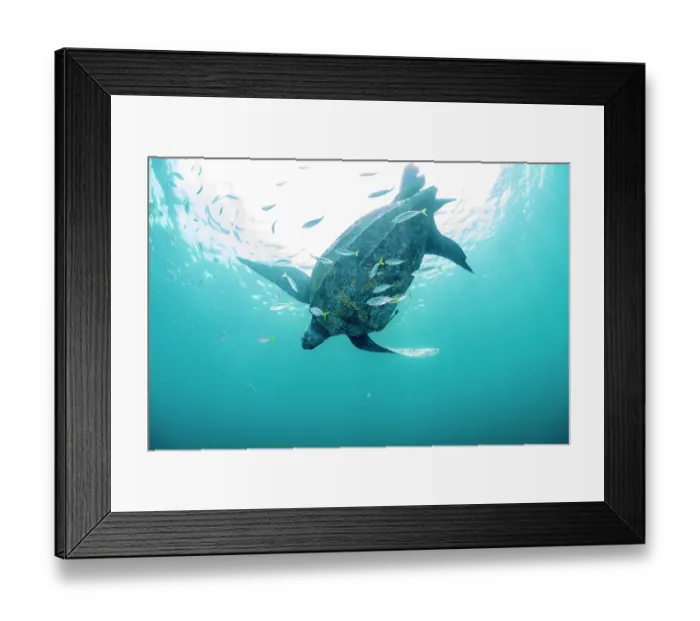 Framed Print : RF - Leatherback sea turtle (Dermochelys coriacea) swimming close to surface accompanied by Remoras (Remora sp.), Kei Islands, Moluccas, Indonesia, Banda Sea Framed Print : RF - Leatherback sea turtle (Dermochelys coriacea) swimming close to surface accompanied by Remoras (Remora sp.), Kei Islands, Moluccas, Indonesia, Banda Sea