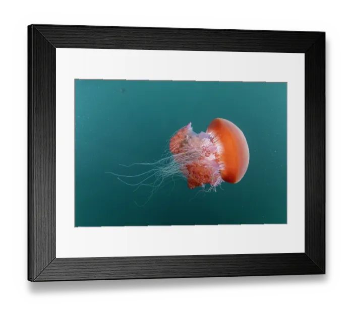 Framed Print : Sea tomato jellyfish (Crambione mastigophora) portrait, Kei Islands, Moluccas, eastern Indonesia, Banda Sea, southwest Pacific Ocean Framed Print : Sea tomato jellyfish (Crambione mastigophora) portrait, Kei Islands, Moluccas, eastern Indonesia, Banda Sea, southwest Pacific Ocean