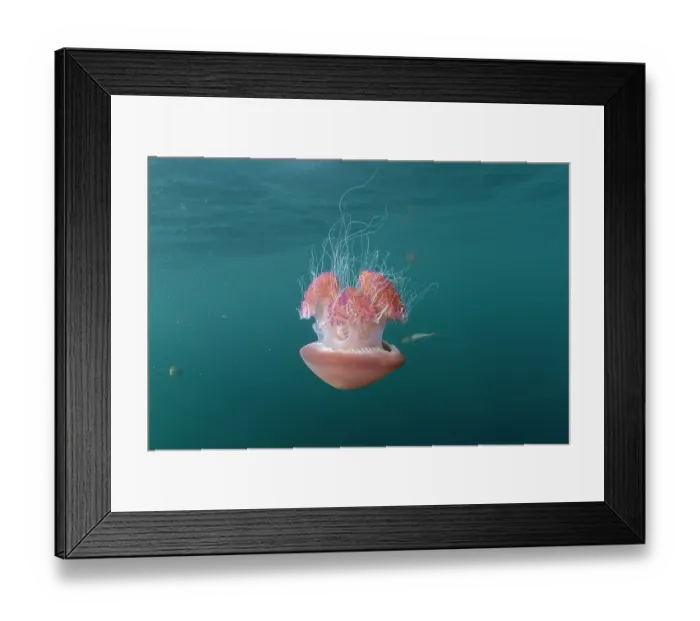 Framed Print : Sea tomato jellyfish (Crambione mastigophora) drifting with juvenile Pilot fish (Naucrates ductor), Kei Islands, Moluccas, eastern Indonesia, Banda Sea, southwest Pacific Ocean Framed Print : Sea tomato jellyfish (Crambione mastigophora) drifting with juvenile Pilot fish (Naucrates ductor), Kei Islands, Moluccas, eastern Indonesia, Banda Sea, southwest Pacific Ocean