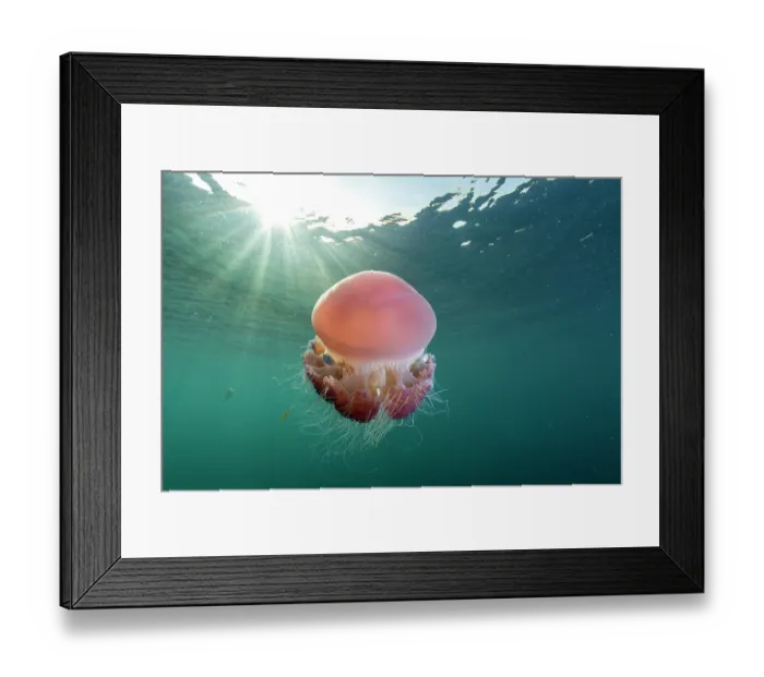 Framed Print : RF - Sea tomato jellyfish (Crambione mastigophora) with juvenile Pilot fish (Naucrates ductor) among its tentacles, drifting close to surface with sunrays, Kei Islands, Moluccas Framed Print : RF - Sea tomato jellyfish (Crambione mastigophora) with juvenile Pilot fish (Naucrates ductor) among its tentacles, drifting close to surface with sunrays, Kei Islands, Moluccas
