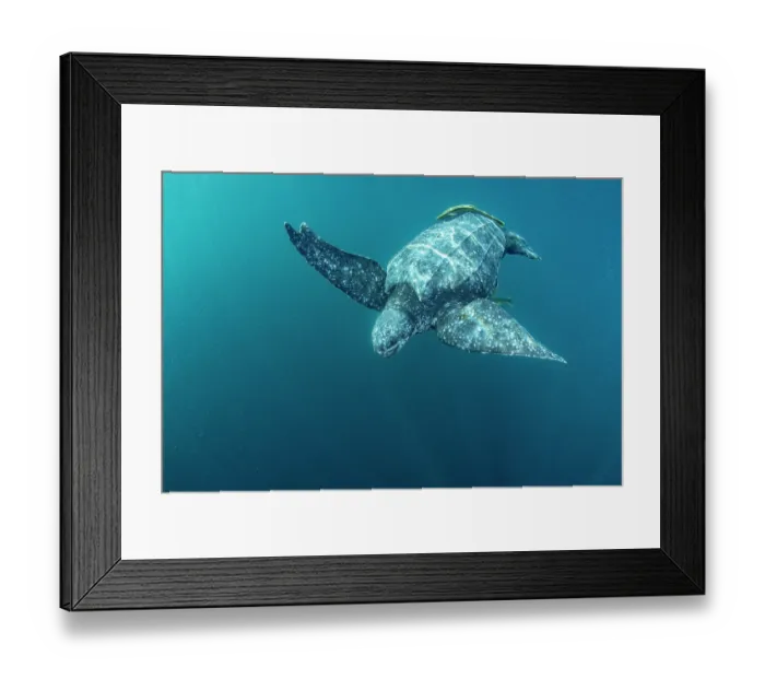Framed Print : Leatherback sea turtle (Dermochelys coriacea) swimming underwater accompanied by Remoras (Remora sp.), Kei Islands, Moluccas, Indonesia, Banda Sea, southwest Pacific Ocean Framed Print : Leatherback sea turtle (Dermochelys coriacea) swimming underwater accompanied by Remoras (Remora sp.), Kei Islands, Moluccas, Indonesia, Banda Sea, southwest Pacific Ocean