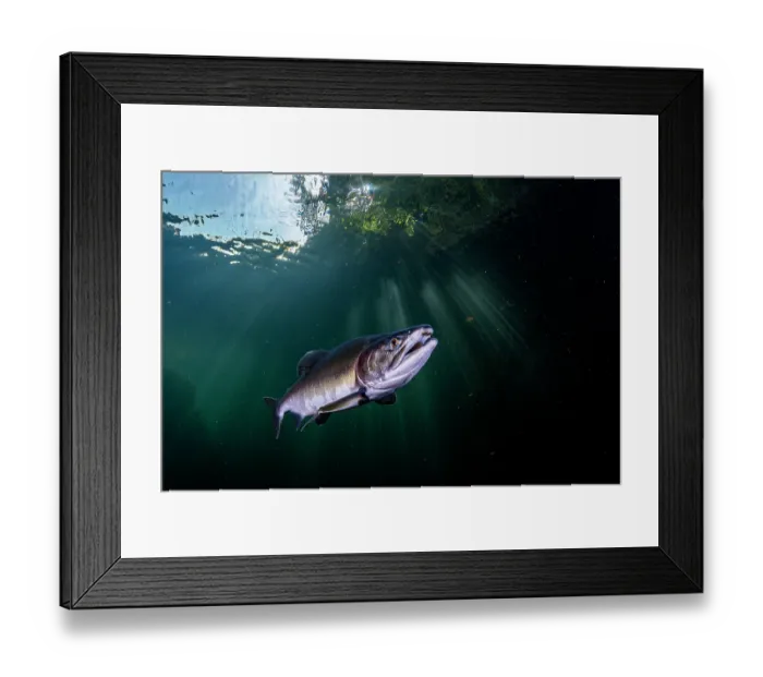 Framed Print : Pink salmon (Oncorhynchus gorbuscha) migrating up the Campbell River, Vancouver Island, British Columbia, Canada Framed Print : Pink salmon (Oncorhynchus gorbuscha) migrating up the Campbell River, Vancouver Island, British Columbia, Canada