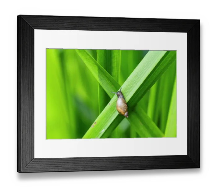 Framed Print : Common amber snail (Succinea putris) resting on Branched bur-reed (Sparganium erectum), Wellington Brook, Herefordshire, England, UK. July