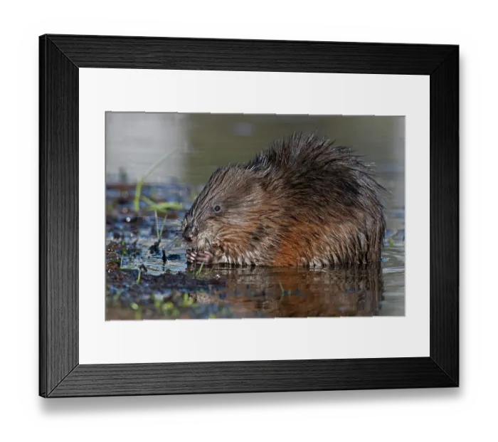 Framed Print : RF - Muskrat (Ondatra zibethicus) feeding in beaver pond, Acadia National Park, Maine, USA. April. (This image may be licensed either as rights managed or royalty free.) Framed Print : RF - Muskrat (Ondatra zibethicus) feeding in beaver pond, Acadia National Park, Maine, USA. April. (This image may be licensed either as rights managed or royalty free.)