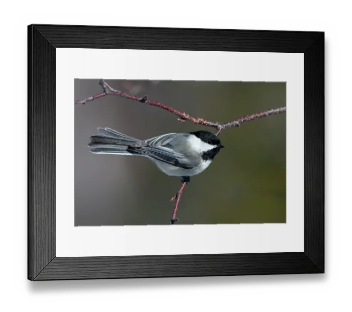 Framed Print : RF - Black-capped chickadee (Poecile atricapillus) perched on a Paper birch (Betula papyrifera) branch, Acadia National Park, Maine, USA. March Framed Print : RF - Black-capped chickadee (Poecile atricapillus) perched on a Paper birch (Betula papyrifera) branch, Acadia National Park, Maine, USA. March