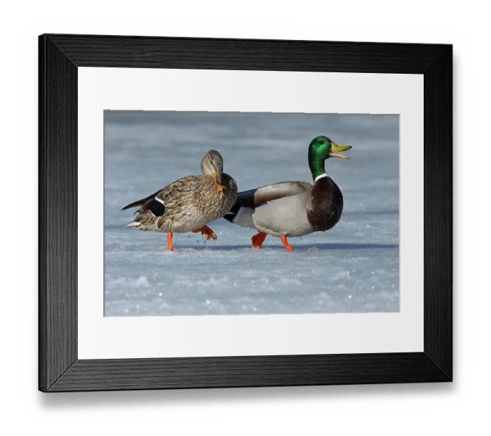 Framed Print : RF - Mallards (Anas platyrhynchos) pair walking on snow-covered pond, Acadia National Park, Maine, USA. April Framed Print : RF - Mallards (Anas platyrhynchos) pair walking on snow-covered pond, Acadia National Park, Maine, USA. April