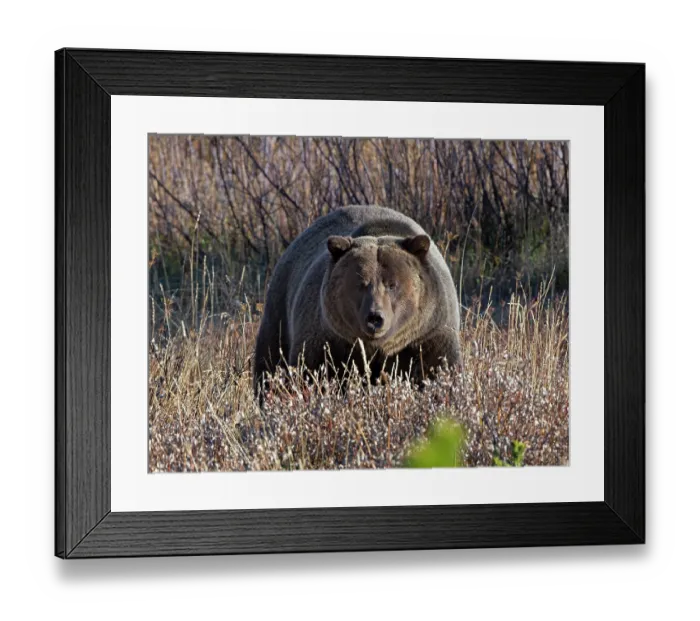Framed Print : RF - Grizzly bear (Ursus arctos horribilis) portrait, Grand Teton National Park, Wyoming, USA. October. (This image may be licensed either as rights managed or royalty free.) Framed Print : RF - Grizzly bear (Ursus arctos horribilis) portrait, Grand Teton National Park, Wyoming, USA. October. (This image may be licensed either as rights managed or royalty free.)