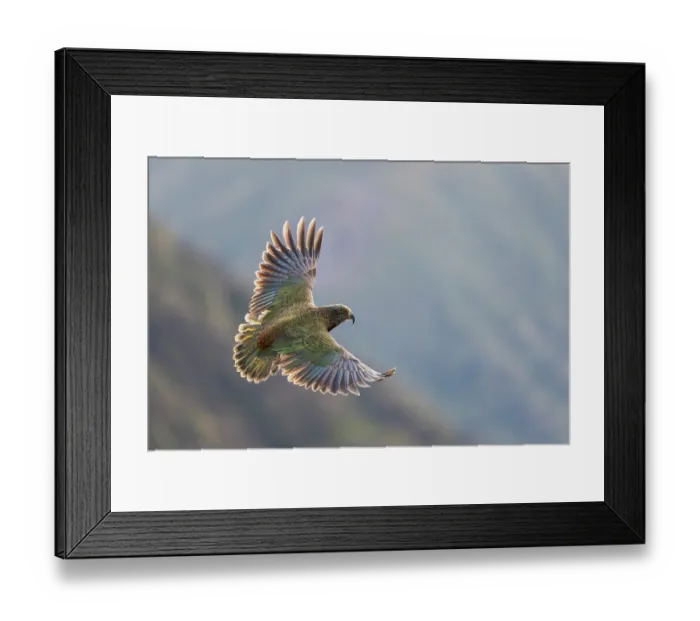 Framed Print : Kea (Nestor notabilis) juvenile in flight, Arthur's Pass National Park, South Island, New Zealand. Endangered Framed Print : Kea (Nestor notabilis) juvenile in flight, Arthur's Pass National Park, South Island, New Zealand. Endangered