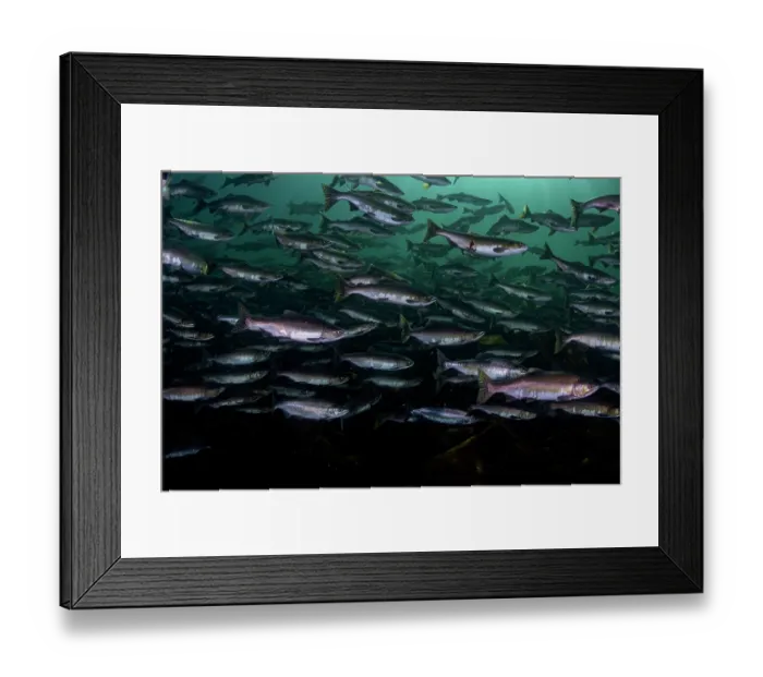 Framed Print : Pink salmon (Oncorhynchus gorbuscha) huge shoal migrating up the Campbell River, Vancouver Island, British Columbia, Canada Framed Print : Pink salmon (Oncorhynchus gorbuscha) huge shoal migrating up the Campbell River, Vancouver Island, British Columbia, Canada