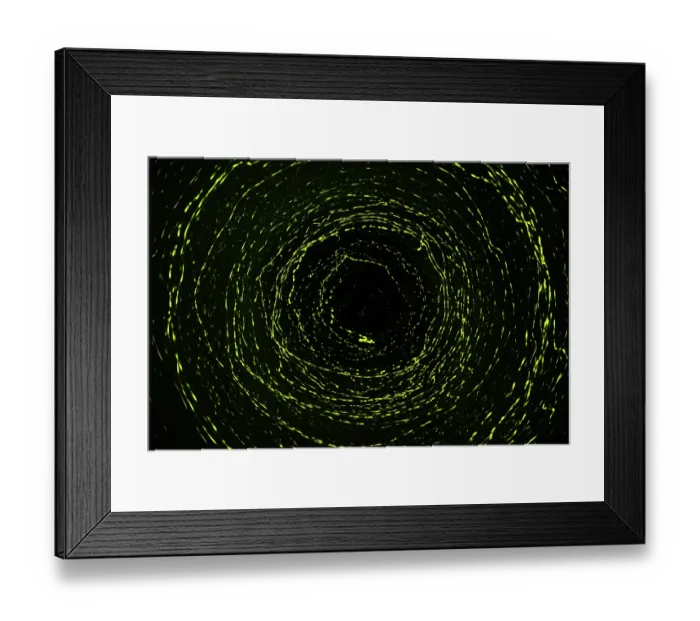 Framed Print : Colony of Fireflies gathered on mangroves, Kinabatangan River, Sabah, Borneo Framed Print : Colony of Fireflies gathered on mangroves, Kinabatangan River, Sabah, Borneo