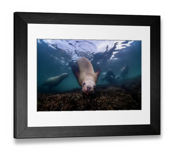 Framed Print : RF - Group of Steller sea lions (Eumeptopias jubatus) swimming underwater, Salish Sea, Vancouver Island, British Columbia, Canada Framed Print : RF - Group of Steller sea lions (Eumeptopias jubatus) swimming underwater, Salish Sea, Vancouver Island, British Columbia, Canada